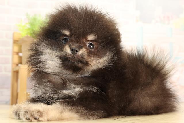 愛知県のポメラニアン (Coo&RIKU半田店/2026年2月19日生まれ/女の子/ブラックタン)の子犬の3枚目の画像