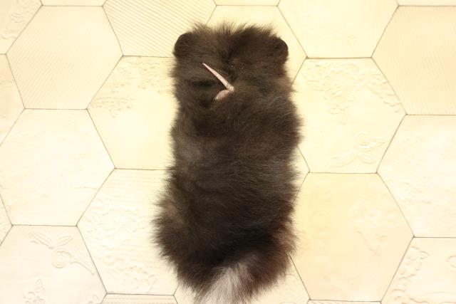 愛知県のポメラニアン (Coo&RIKU半田店/2026年2月19日生まれ/女の子/ブラックタン)の子犬の4枚目の画像