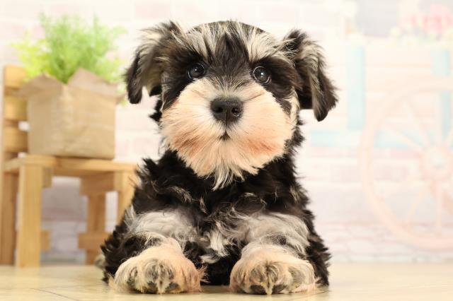 ミニチュア・シュナウザー