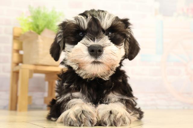 ミニチュア・シュナウザー