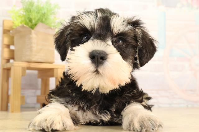 ミニチュア・シュナウザー