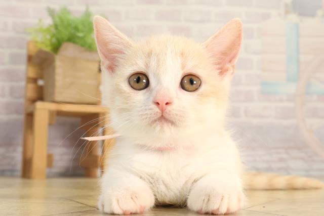 静岡県のマンチカン (Coo&RIKU富士店/2026年2月21日生まれ/女の子/クリームタビーホワイト)の子猫の1枚目の画像
