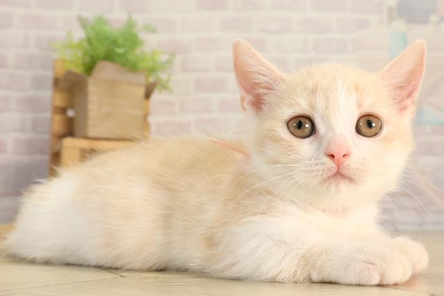 静岡県のマンチカン (Coo&RIKU富士店/2026年2月21日生まれ/女の子/クリームタビーホワイト)の子猫の2枚目の画像