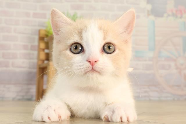 愛知県のスコティッシュフォールド (Coo&RIKU名古屋滝ノ水店/2026年3月1日生まれ/女の子/クリームタビーホワイト)の子猫の1枚目の画像