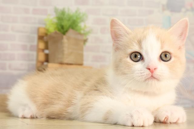 愛知県のスコティッシュフォールド (Coo&RIKU名古屋滝ノ水店/2026年3月1日生まれ/女の子/クリームタビーホワイト)の子猫の2枚目の画像