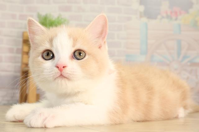 愛知県のスコティッシュフォールド (Coo&RIKU名古屋滝ノ水店/2026年3月1日生まれ/女の子/クリームタビーホワイト)の子猫の3枚目の画像