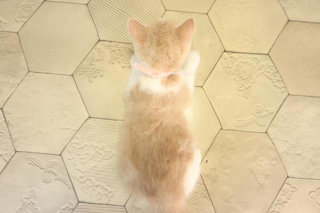 愛知県のスコティッシュフォールド (Coo&RIKU名古屋滝ノ水店/2026年3月1日生まれ/女の子/クリームタビーホワイト)の子猫の4枚目の画像