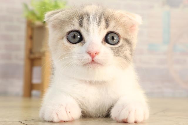 愛知県のスコティッシュフォールド (Coo&RIKU東海店/2026年2月28日生まれ/女の子/ブルーパッチドタビーホワイト)の子猫