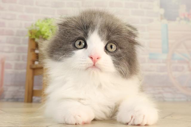 三重県のスコティッシュフォールド (Coo&RIKU津高茶屋店/2026年2月28日生まれ/男の子/ブルーホワイト)の子猫