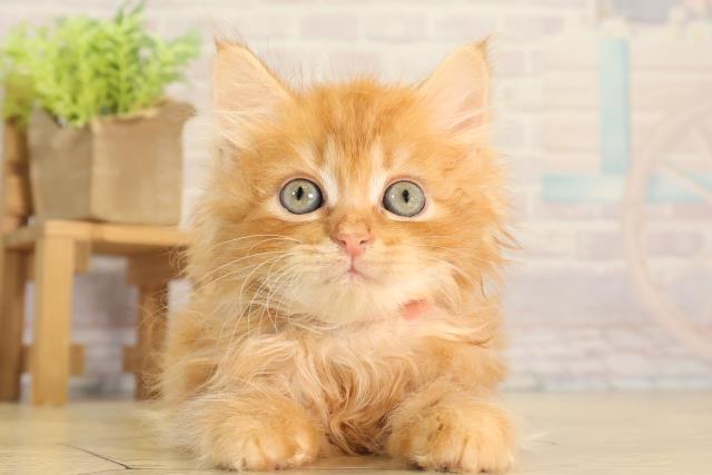 三重県のサイベリアン (Coo&RIKU津高茶屋店/2026年3月1日生まれ/女の子/レッドタビー)の子猫