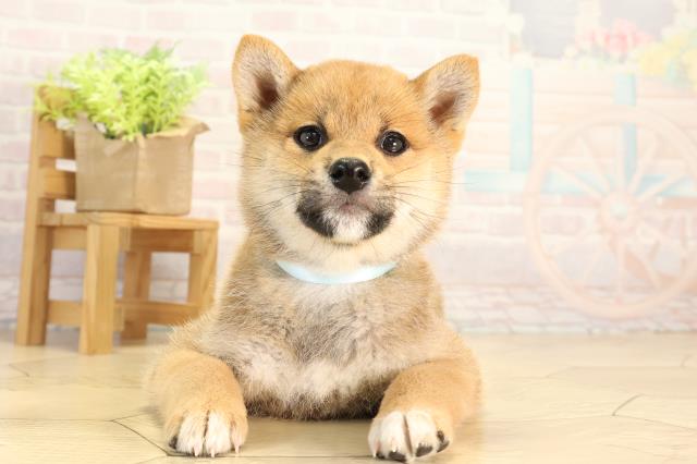 静岡県の柴犬(標準サイズ) (Coo&RIKU沼津店/2026年2月25日生まれ/男の子/赤)の子犬の1枚目の画像