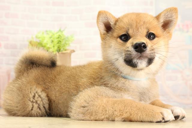 静岡県の柴犬(標準サイズ) (Coo&RIKU沼津店/2026年2月25日生まれ/男の子/赤)の子犬の2枚目の画像