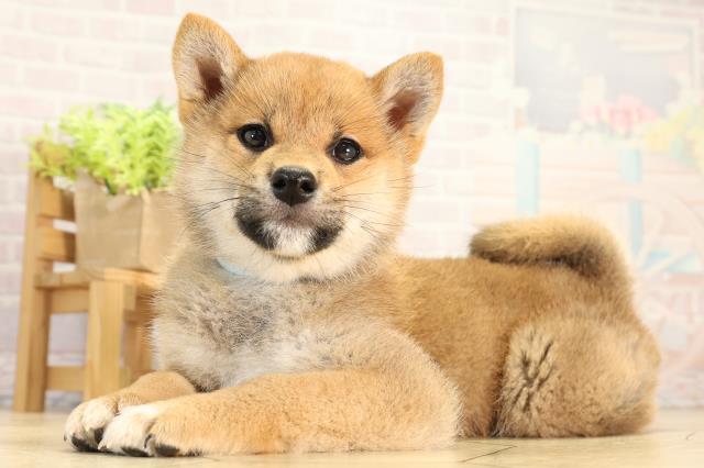 静岡県の柴犬(標準サイズ) (Coo&RIKU沼津店/2026年2月25日生まれ/男の子/赤)の子犬の3枚目の画像