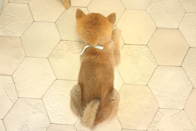 静岡県の柴犬(標準サイズ) (Coo&RIKU沼津店/2026年2月25日生まれ/男の子/赤)の子犬の4枚目の画像