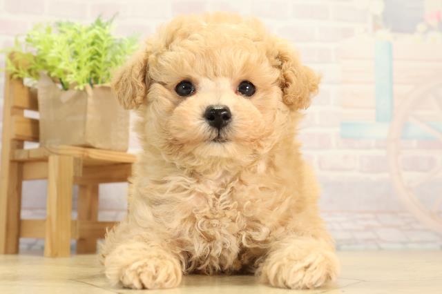 トイ・プードル