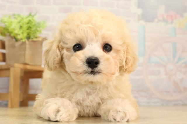 愛知県のトイプードル(トイ) (Coo&RIKU東海店/2026年3月1日生まれ/男の子/ペールフォーン)の子犬の1枚目の画像