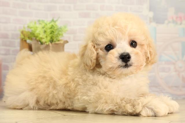 愛知県のトイプードル(トイ) (Coo&RIKU東海店/2026年3月1日生まれ/男の子/ペールフォーン)の子犬の2枚目の画像