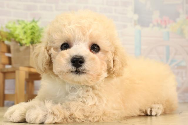 愛知県のトイプードル(トイ) (Coo&RIKU東海店/2026年3月1日生まれ/男の子/ペールフォーン)の子犬の3枚目の画像