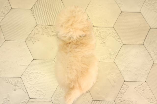 愛知県のトイプードル(トイ) (Coo&RIKU東海店/2026年3月1日生まれ/男の子/ペールフォーン)の子犬の4枚目の画像