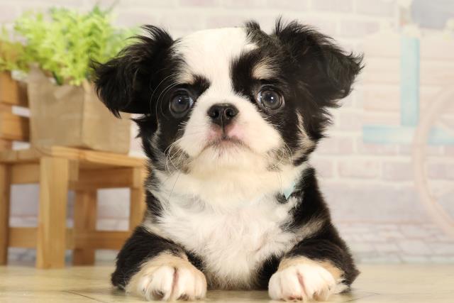 岐阜県のチワワ(ロング) (Coo&RIKU各務原店/2026年2月23日生まれ/男の子/ブラックタンホワイト)の子犬の1枚目の画像