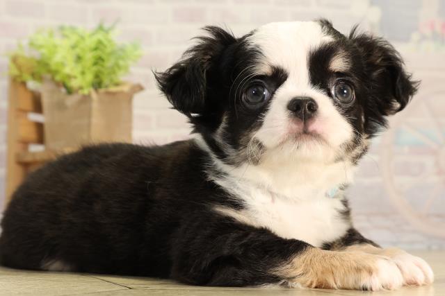 岐阜県のチワワ(ロング) (Coo&RIKU各務原店/2026年2月23日生まれ/男の子/ブラックタンホワイト)の子犬の2枚目の画像