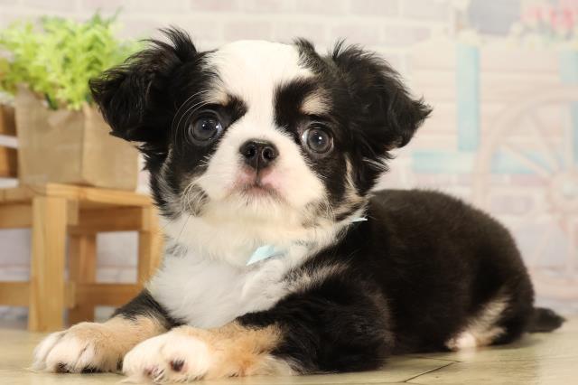 岐阜県のチワワ(ロング) (Coo&RIKU各務原店/2026年2月23日生まれ/男の子/ブラックタンホワイト)の子犬の3枚目の画像