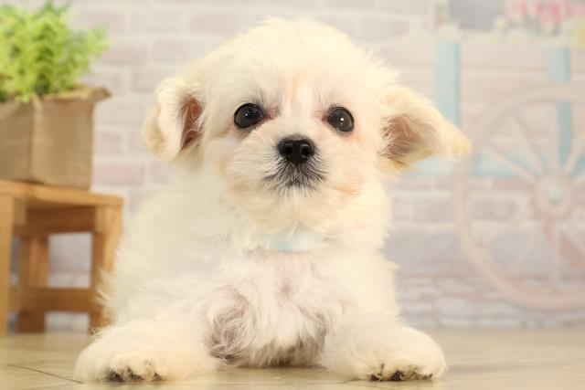 愛知県のチワプー/プーチー(チワワ×プードル) (Coo&RIKU岡崎店/2026年2月27日生まれ/男の子/ホワイト)の子犬の1枚目の画像