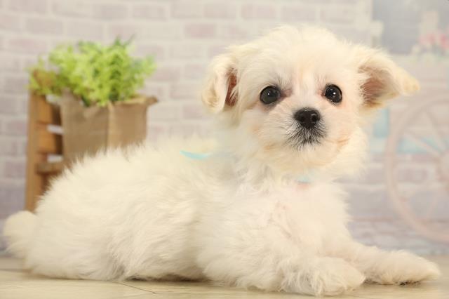 愛知県のチワプー/プーチー(チワワ×プードル) (Coo&RIKU岡崎店/2026年2月27日生まれ/男の子/ホワイト)の子犬の2枚目の画像