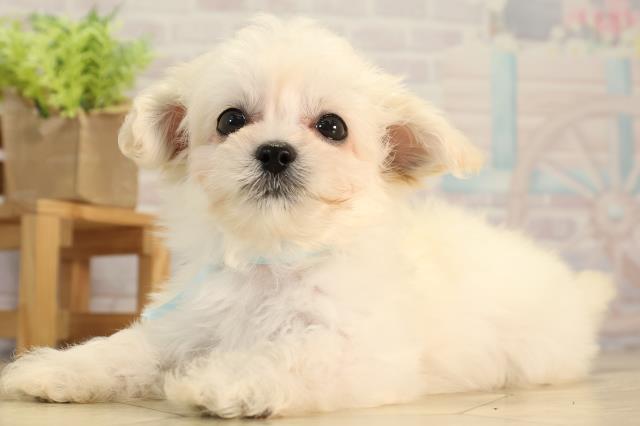 愛知県のチワプー/プーチー(チワワ×プードル) (Coo&RIKU岡崎店/2026年2月27日生まれ/男の子/ホワイト)の子犬の3枚目の画像