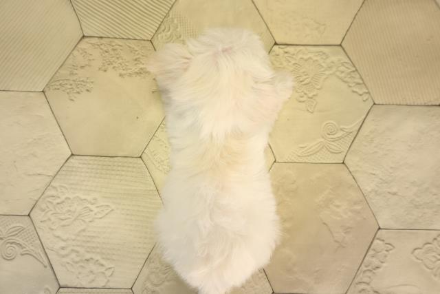 愛知県のチワプー/プーチー(チワワ×プードル) (Coo&RIKU岡崎店/2026年2月27日生まれ/男の子/ホワイト)の子犬の4枚目の画像