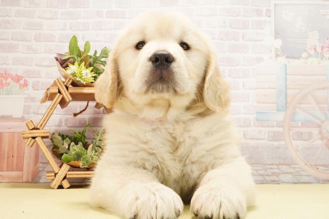 三重県のゴールデンレトリバー (Coo&RIKU津高茶屋店/2026年3月1日生まれ/女の子/クリーム)の子犬の1枚目の画像