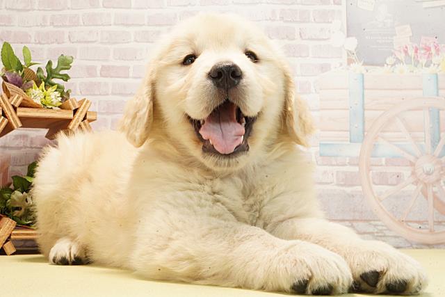 三重県のゴールデンレトリバー (Coo&RIKU津高茶屋店/2026年3月1日生まれ/女の子/クリーム)の子犬の2枚目の画像