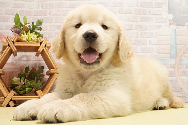 三重県のゴールデンレトリバー (Coo&RIKU津高茶屋店/2026年3月1日生まれ/女の子/クリーム)の子犬の3枚目の画像