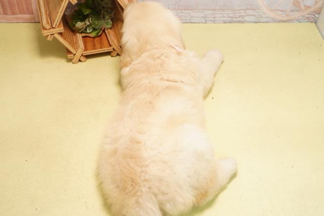 三重県のゴールデンレトリバー (Coo&RIKU津高茶屋店/2026年3月1日生まれ/女の子/クリーム)の子犬の4枚目の画像