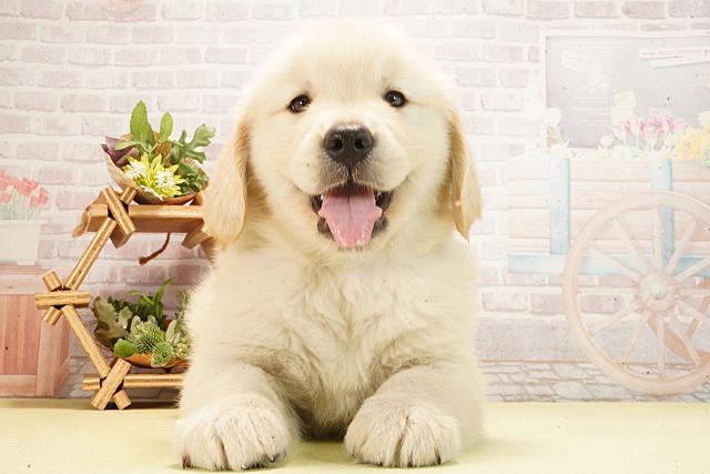 静岡県のゴールデンレトリバー (Coo&RIKU浜松店/2026年3月1日生まれ/男の子/クリーム)の子犬の1枚目の画像