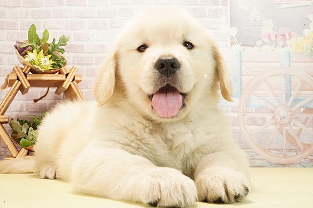 静岡県のゴールデンレトリバー (Coo&RIKU浜松店/2026年3月1日生まれ/男の子/クリーム)の子犬の2枚目の画像