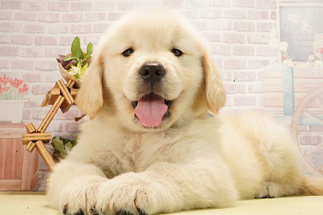 静岡県のゴールデンレトリバー (Coo&RIKU浜松店/2026年3月1日生まれ/男の子/クリーム)の子犬の3枚目の画像