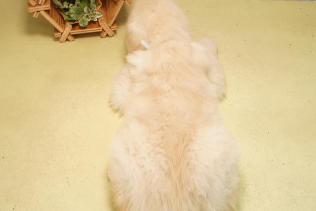 静岡県のゴールデンレトリバー (Coo&RIKU浜松店/2026年3月1日生まれ/男の子/クリーム)の子犬の4枚目の画像