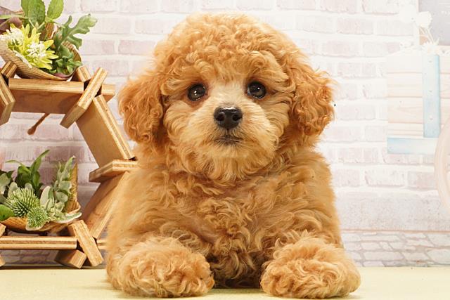 トイ・プードル