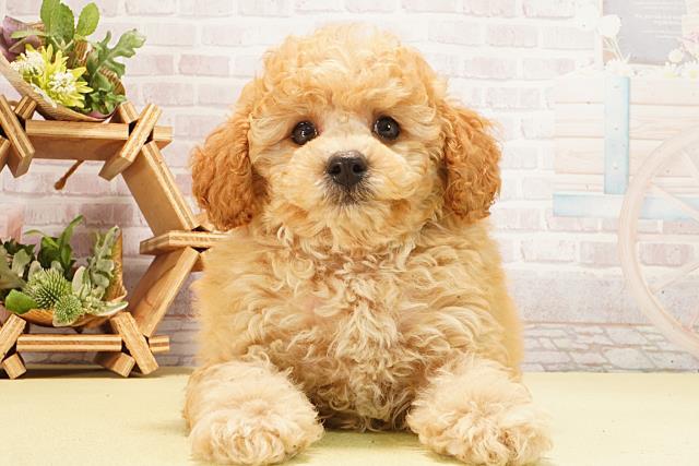 トイ・プードル