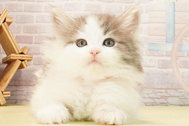 静岡県のノルウェージャンフォレストキャット (Coo&RIKU沼津店/2026年3月1日生まれ/女の子/ブルータビーホワイト)の子猫