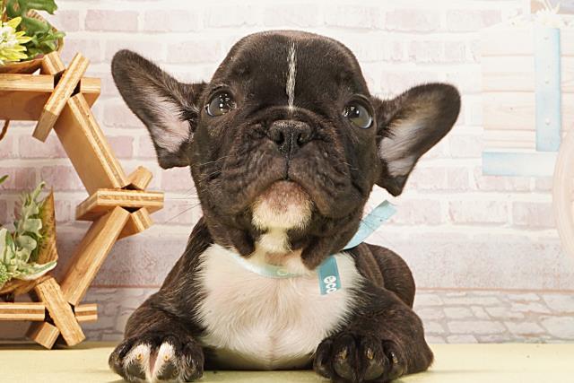 フレンチブルドッグ