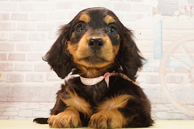 愛知県のミニチュアダックスフンド(ロング) (Coo&RIKU名古屋滝ノ水店/2026年2月28日生まれ/女の子/ブラックタン)の子犬