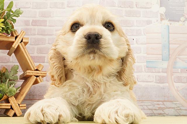 アメリカン・コッカースパニエル