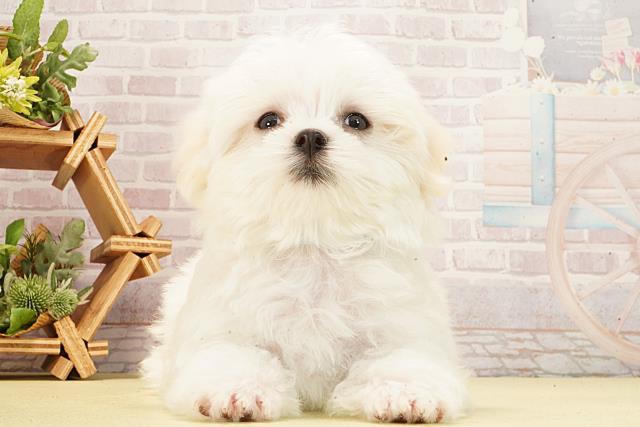 愛知県のマルチーズ (Coo&RIKU春日井店/2026年2月26日生まれ/男の子/ホワイト)の子犬の1枚目の画像