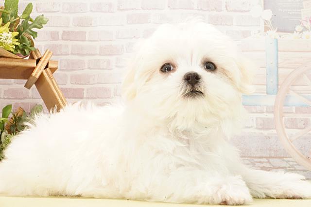 愛知県のマルチーズ (Coo&RIKU春日井店/2026年2月26日生まれ/男の子/ホワイト)の子犬の2枚目の画像