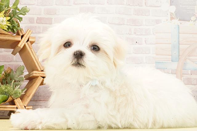 愛知県のマルチーズ (Coo&RIKU春日井店/2026年2月26日生まれ/男の子/ホワイト)の子犬の3枚目の画像