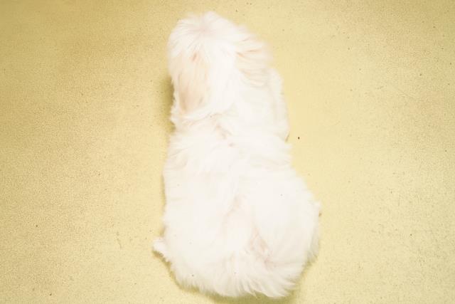 愛知県のマルチーズ (Coo&RIKU春日井店/2026年2月26日生まれ/男の子/ホワイト)の子犬の4枚目の画像