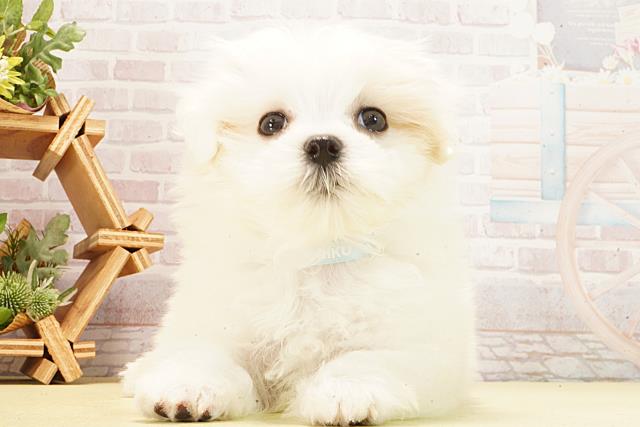 三重県のマルチーズ (Coo&RIKU津高茶屋店/2026年2月25日生まれ/男の子/ホワイト)の子犬の1枚目の画像