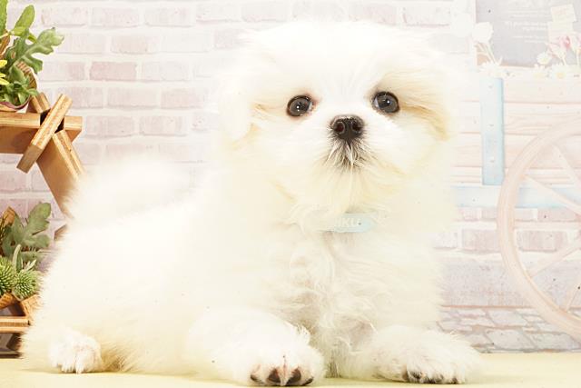 三重県のマルチーズ (Coo&RIKU津高茶屋店/2026年2月25日生まれ/男の子/ホワイト)の子犬の2枚目の画像